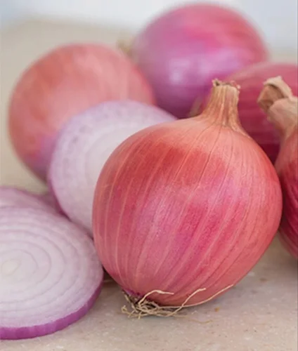 Onion Pink (~50 mm)